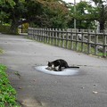 Photos: 高松の池、ネコ (2)