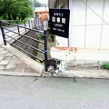 Photos: 高松の池、ネコ (3)