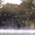 Photos: 高松の池、白鳥 (8)