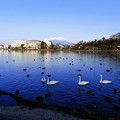 Photos: 高松の池、白鳥 (2)