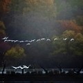 Photos: 高松の池、白鳥 (3)