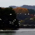 Photos: 高松の池、白鳥 (5)