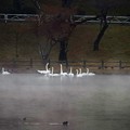 Photos: 高松の池、白鳥 (6)