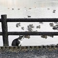 Photos: 高松の池、ネコ (5)