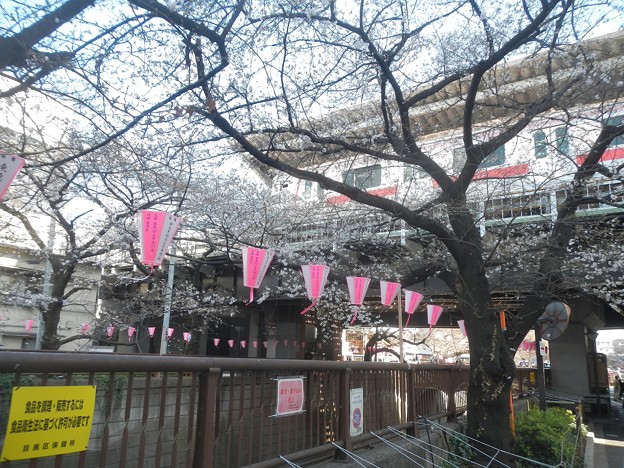 桜と中目黒駅の電車