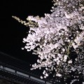 平田山・海蔵寺の桜（６）