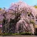 瑠璃寺の枝垂れ桜（１）