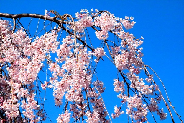 瑠璃寺の枝垂れ桜（４）