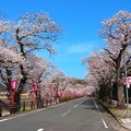 舞鶴医療センター前の桜（３）