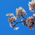 与保呂川沿いの桜（２）