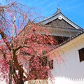 福知山城の桜（１）