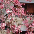 福知山城の桜（２）