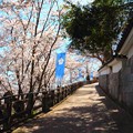 福知山城の桜（３）