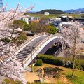 福知山城の桜（４）