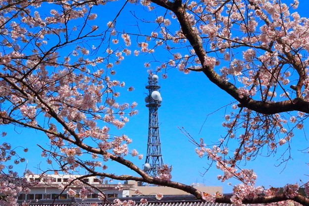 福知山城の桜（５）