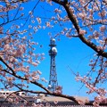 福知山城の桜（５）