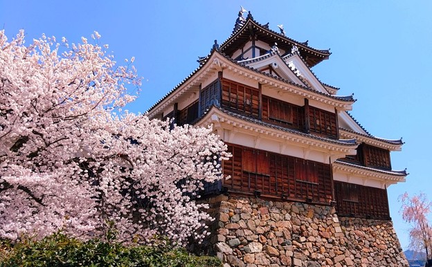 福知山城の桜（６）