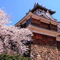 福知山城の桜（６）