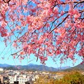 福知山城の桜（１１）