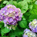 観音寺の紫陽花（８）