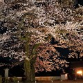 夜桜ライトアップ（２）