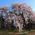 瑠璃寺の枝垂れ桜（３）