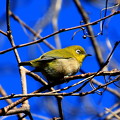 Photos: 我が町の野鳥 北本自然観察公園 220112 05