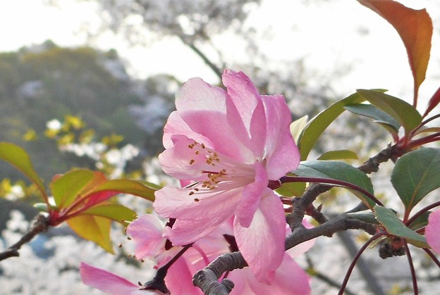 桜と花海棠＠千光寺山＠21.3.31