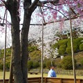千垂（ちだれ）の桜＠千光寺山＠21.3.31