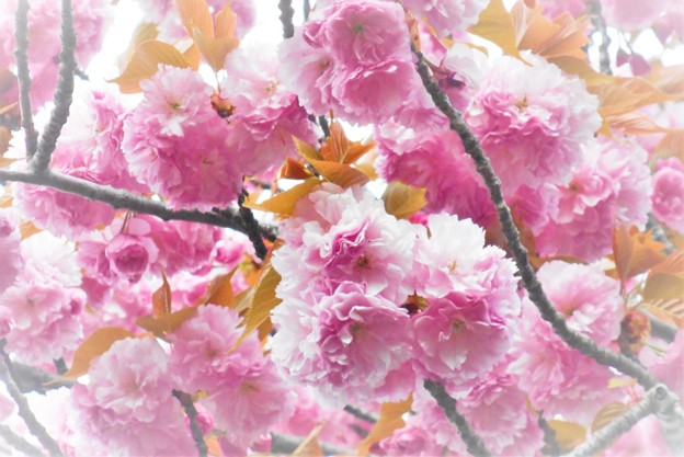 牡丹桜が満開＠瑠璃山21.4.8