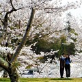 春爛漫の桜山＠千光寺公園