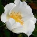 Photos: ｵｰﾙﾄﾞﾛｰｽﾞ（ﾅﾆﾜｲﾊﾞﾗ）の白い花＠21.4.14