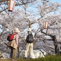 今年も綺麗に咲いたのう＠千光寺山の桜