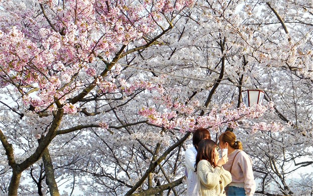 満開の桜と乙女たち＠千光寺山