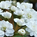 Photos: 白い小花たち＠瑠璃山