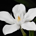 新緑に咲く白い花 ｾｲﾛﾝﾗｲﾃｨｱ＠21.5.9