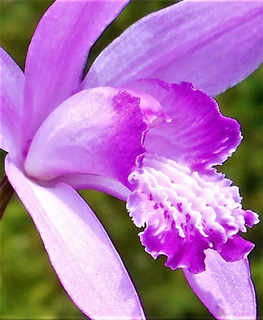 五月の紫蘭（ｼﾗﾝ）＠瑠璃山