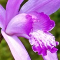 Photos: 五月の紫蘭（ｼﾗﾝ）＠瑠璃山