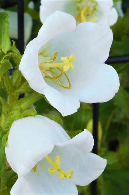 風鈴草の白い花＠ｶﾝﾊﾟﾆｭﾗ･ﾒﾃﾞｨｳﾑ