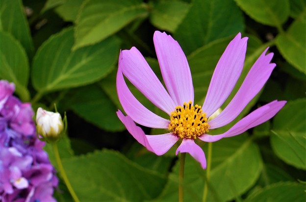 紫陽花（ｱｼﾞｻｲ）と気の早い秋桜（ｺｽﾓｽ）