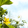 Photos: 青空と胡瓜（ｷｭｳﾘ）の花と蔓（ﾂﾙ）＠瑠璃山周辺