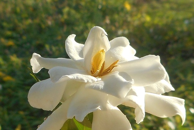 梔子（ｸﾁﾅｼ）の白い花