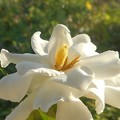 梔子（ｸﾁﾅｼ）の白い花
