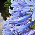 Photos: 爽やか ｱｶﾞﾊﾟﾝｻｽの青い花