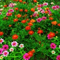 Photos: 梅雨の庭に咲く花＠ｼﾞﾆｱ、ﾏｰｶﾞﾚｯﾄなど