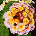 Photos: 夏のランタナの花