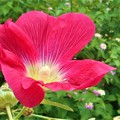 Photos: ﾀﾁｱｵｲの紅い花とﾗﾝﾀﾅ＠びんご運動公園