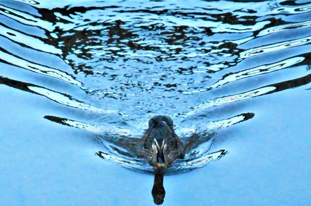 ｽｲｽｲと元気に泳ぐｶﾙｶﾞﾓ成鳥＠夕暮れの水路