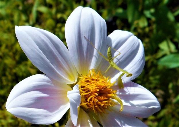 白い大輪の花にｷｭｰﾄなｶﾏｷﾘくん幼虫＠瑠璃山周辺