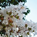 Photos: 白い百日紅（さるすべり）の花